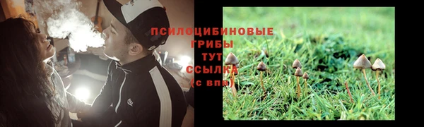 PSILOCYBIN Белокуриха